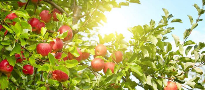 Вітаміни в яблуках: корисні властивості і поради по вживанню