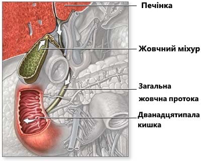 анатомія жовчного міхура