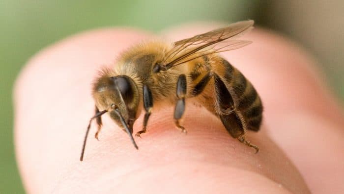 Як вести себе при укусі бджоли, оси або шершня?
