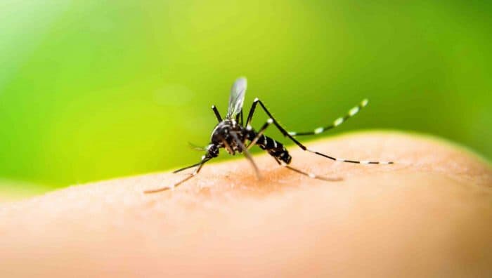 Як правильно лікувати комарині укуси. Поради