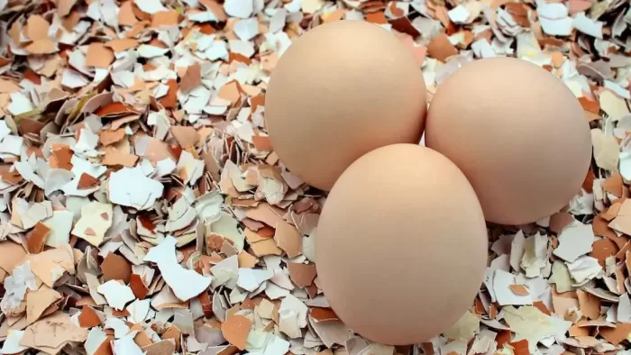 Как использовать скорлупу яиц в качестве огородного удобрения