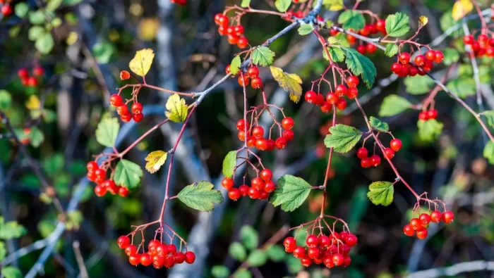 Калина в народній медицині