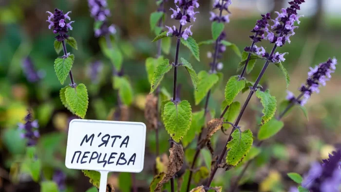 М’ята перцева та травлення: лікувальні властивості, рецепти та вплив на здоров’я шлунково-кишкового тракту