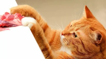 Натуральне харчування котів: які беззернові корми дійсно варто обирати