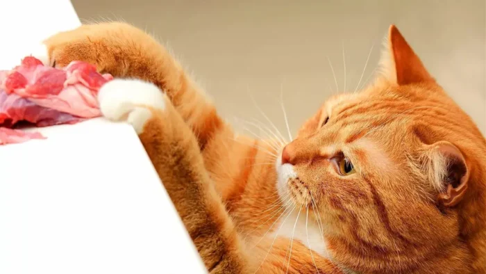 Натуральне харчування котів: які беззернові корми дійсно варто обирати